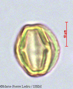 Terminalia catappa - lame n° 47063