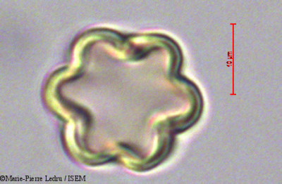 Terminalia catappa - lame n° 47063