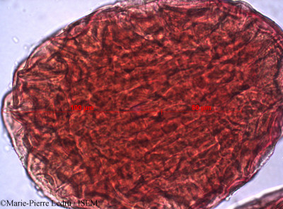 Marie-Pierre.Ledru/Tylophora_indica_16344/Tylophora_indica_16344_0001(copy)_thumb.jpg