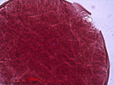 Marie-Pierre.Ledru/Tylophora_rotundifolia_16346/Tylophora_rotundifolia_16346_0001(copy)_thumb.jpg