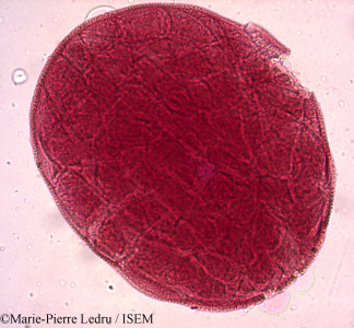 Tylophora rotundifolia - lame n° 16346