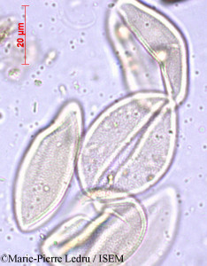 Marie-Pierre.Ledru/Verschaffeltia_splendida_20589/Verschaffeltia_splendida_20589_0001(copy)_thumb.jpg