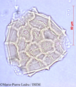 Marie-Pierre.Ledru/Vigna_polytricha_2822/Vigna_polytricha_2822_0001(copy)_thumb.jpg