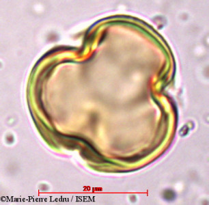 Marie-Pierre.Ledru/Viscum_triflorum_6675/Viscum_triflorum_6675_0001(copy)_thumb.jpg