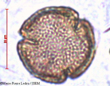 Marie-Pierre.Ledru/Wielandia_elegans_33906/Wielandia_elegans_33906_0001(copy)_thumb.jpg