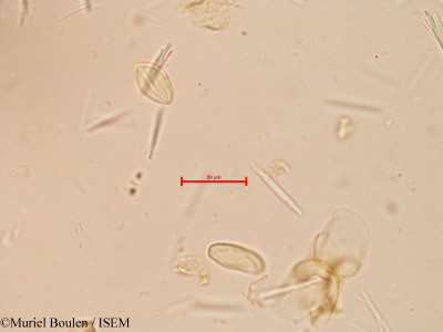 Muriel.Boulen/Anemopsis_californica_17023/Anemopsis_californica_17023_0001(copy)_thumb.jpg