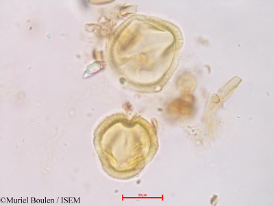 Muriel.Boulen/Avicennia_germinans_35424/Avicennia_germinans_35424_0001(copy)_thumb.jpg