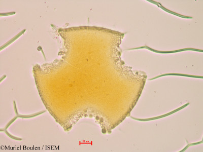 Bauhinia cuyabensis - lame n° 38863