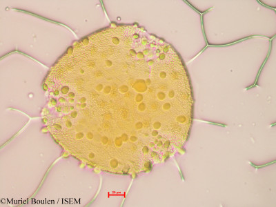 Bauhinia cuyabensis - lame n° 38863