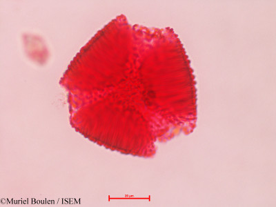 Bauhinia divaricata - lame n° 4695