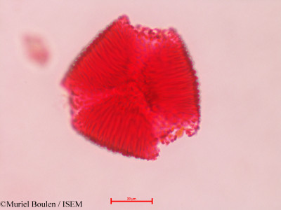 Bauhinia divaricata - lame n° 4695