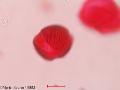 Bauhinia divaricata - lame n° 4695