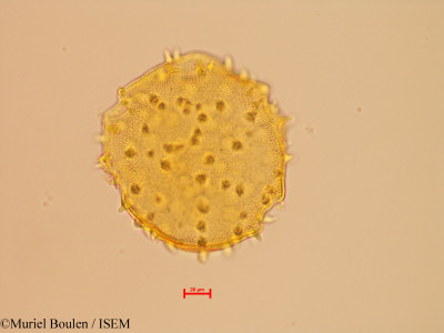 Bauhinia eilertsii - lame n° 46822