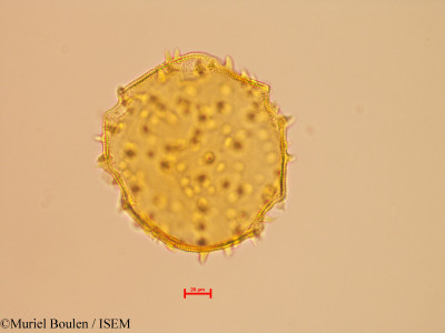 Bauhinia eilertsii - lame n° 46822