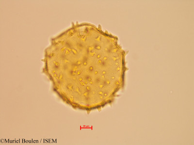 Bauhinia eilertsii - lame n° 46822