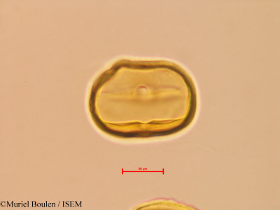 Bauhinia glabra - lame n° 46816