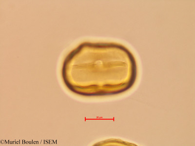 Bauhinia glabra - lame n° 46816