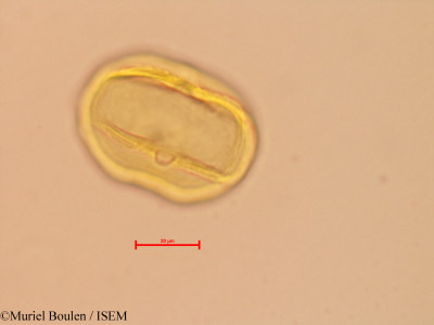 Bauhinia glabra - lame n° 46816