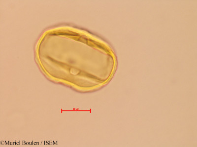 Bauhinia glabra - lame n° 46816