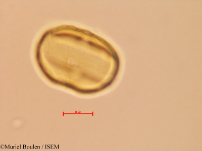 Bauhinia glabra - lame n° 46816