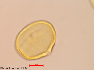 Bauhinia guianensis - lame n° 46820