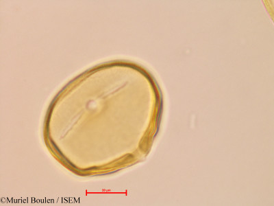 Bauhinia guianensis - lame n° 46820