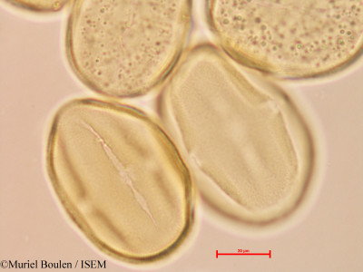 Bauhinia guianensis - lame n° 46820