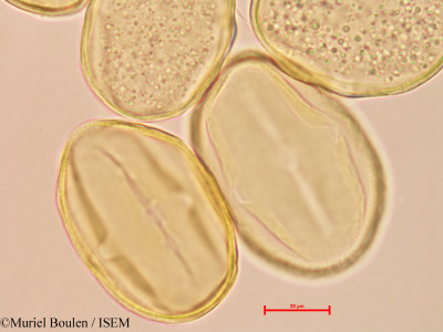 Bauhinia guianensis - lame n° 46820