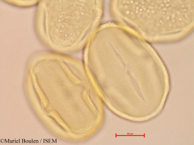 Bauhinia guianensis - lame n° 46820
