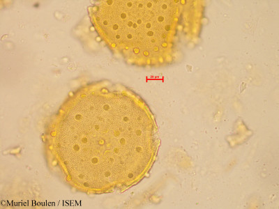 Bauhinia longifolia - lame n° 20269