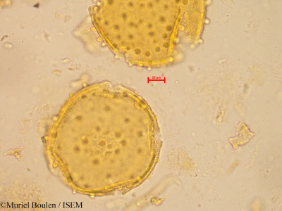Bauhinia longifolia - lame n° 20269