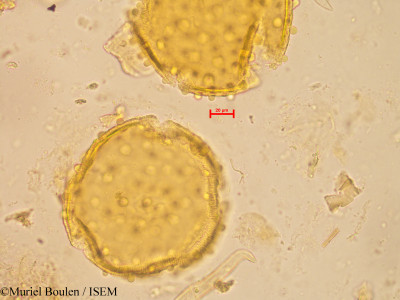 Bauhinia longifolia - lame n° 20269