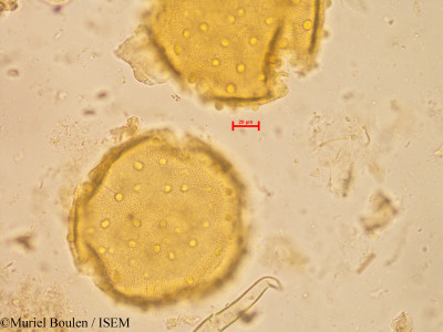 Bauhinia longifolia - lame n° 20269