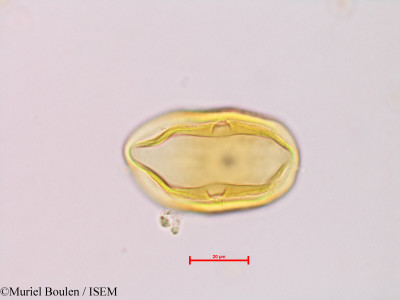Bauhinia rutilans - lame n° 46817