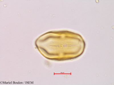 Bauhinia rutilans - lame n° 46817