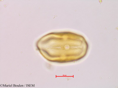 Bauhinia rutilans - lame n° 46817