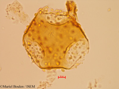 Bauhinia ungulata - lame n° 46821