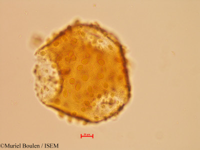 Bauhinia ungulata - lame n° 46821