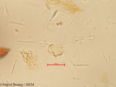 Muriel.Boulen/Dioscorea_alata_16498/Dioscorea_alata_16498_0001(copy)_thumb.jpg