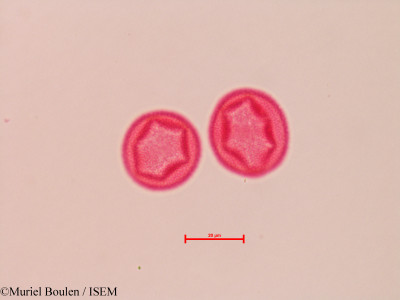 Muriel.Boulen/Hedyosmum_calloso-serratum_9809/Hedyosmum_calloso-serratum_9809_0001(copy)_thumb.jpg
