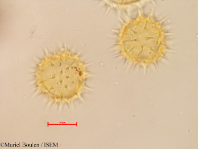 Muriel.Boulen/Helianthus_annuus_33242/Helianthus_annuus_33242_0001(copy)_thumb.jpg