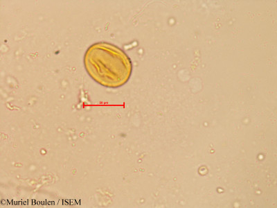 Muriel.Boulen/Laguncularia_racemosa_21596/Laguncularia_racemosa_21596_0001(copy)_thumb.jpg