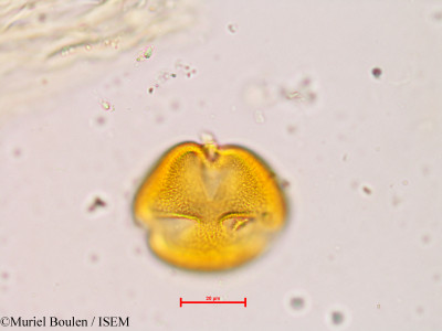 Muriel.Boulen/Leucaena_brachycarpa_11517/Leucaena_brachycarpa_11517_0001(copy)_thumb.jpg