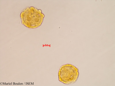 Muriel.Boulen/Malpighia_aquifolia_37996/Malpighia_aquifolia_37996_0001(copy)_thumb.jpg