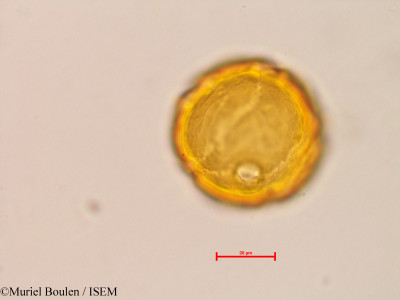 Muriel.Boulen/Malpighia_glabra_11044/Malpighia_glabra_11044_0001(copy)_thumb.jpg