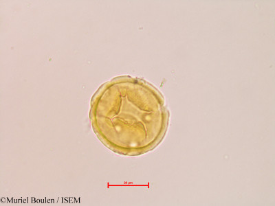 Malpighia punicifolia - lame n° 37972
