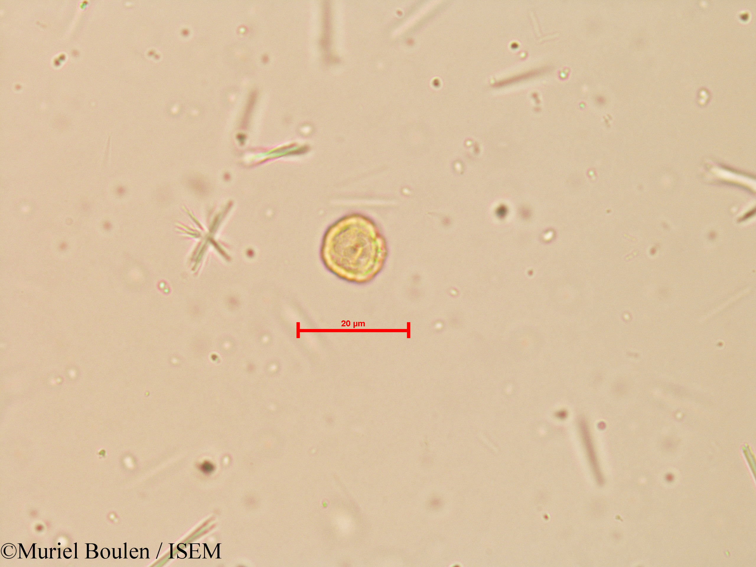 Muriel.Boulen/Peperomia_reflexa_16133/Peperomia_reflexa_16133_0001(copy).jpg