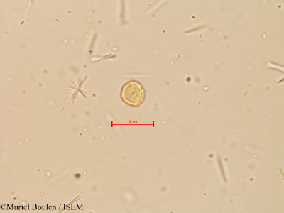 Muriel.Boulen/Peperomia_reflexa_16133/Peperomia_reflexa_16133_0001(copy)_thumb.jpg