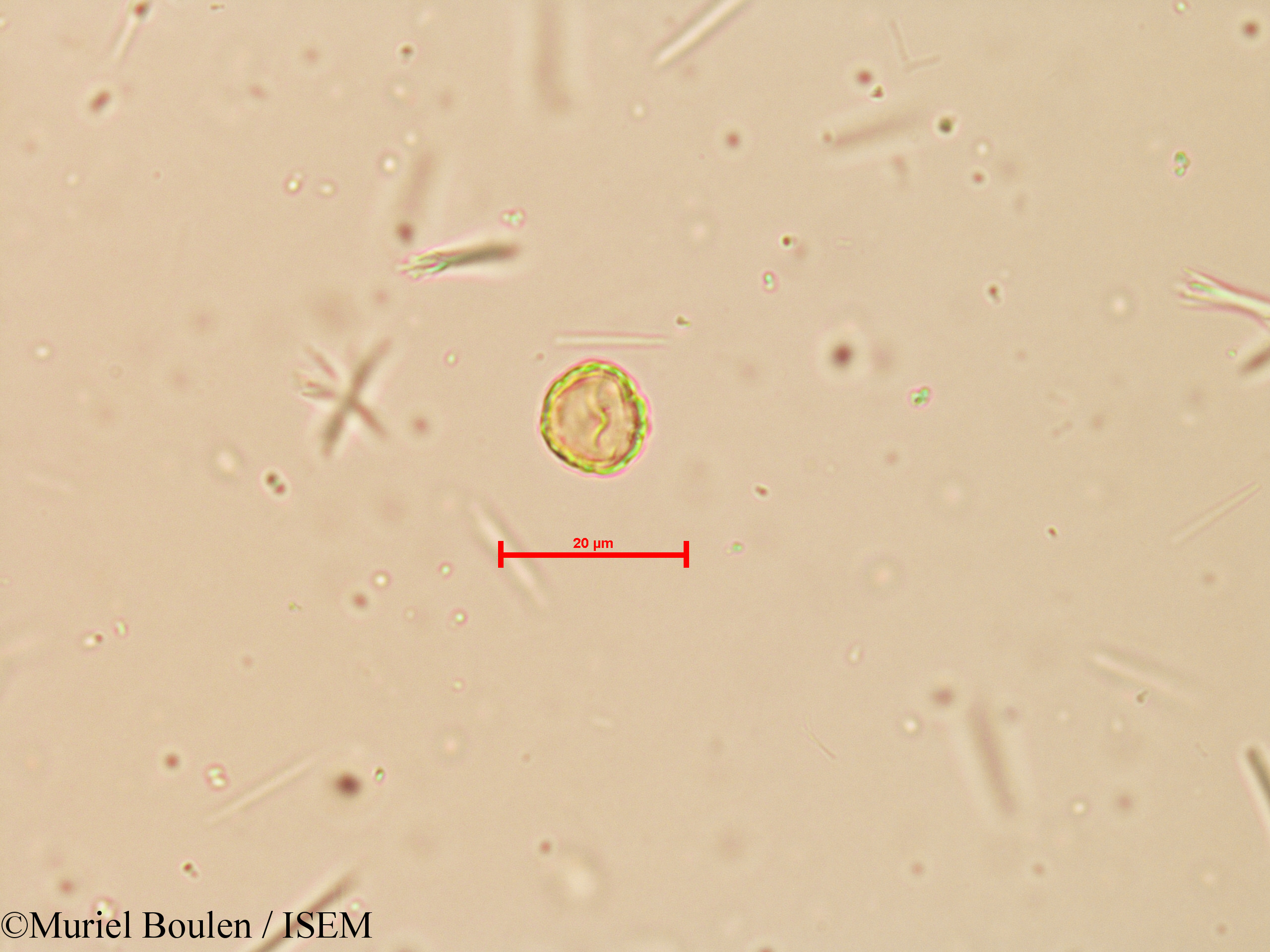 Muriel.Boulen/Peperomia_reflexa_16133/Peperomia_reflexa_16133_0002(copy).jpg