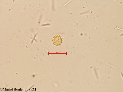 Peperomia reflexa - lame n° 16133